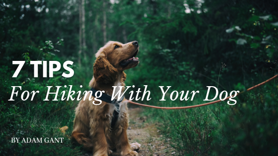 5 Tips For Hiking Dog Adam Gant